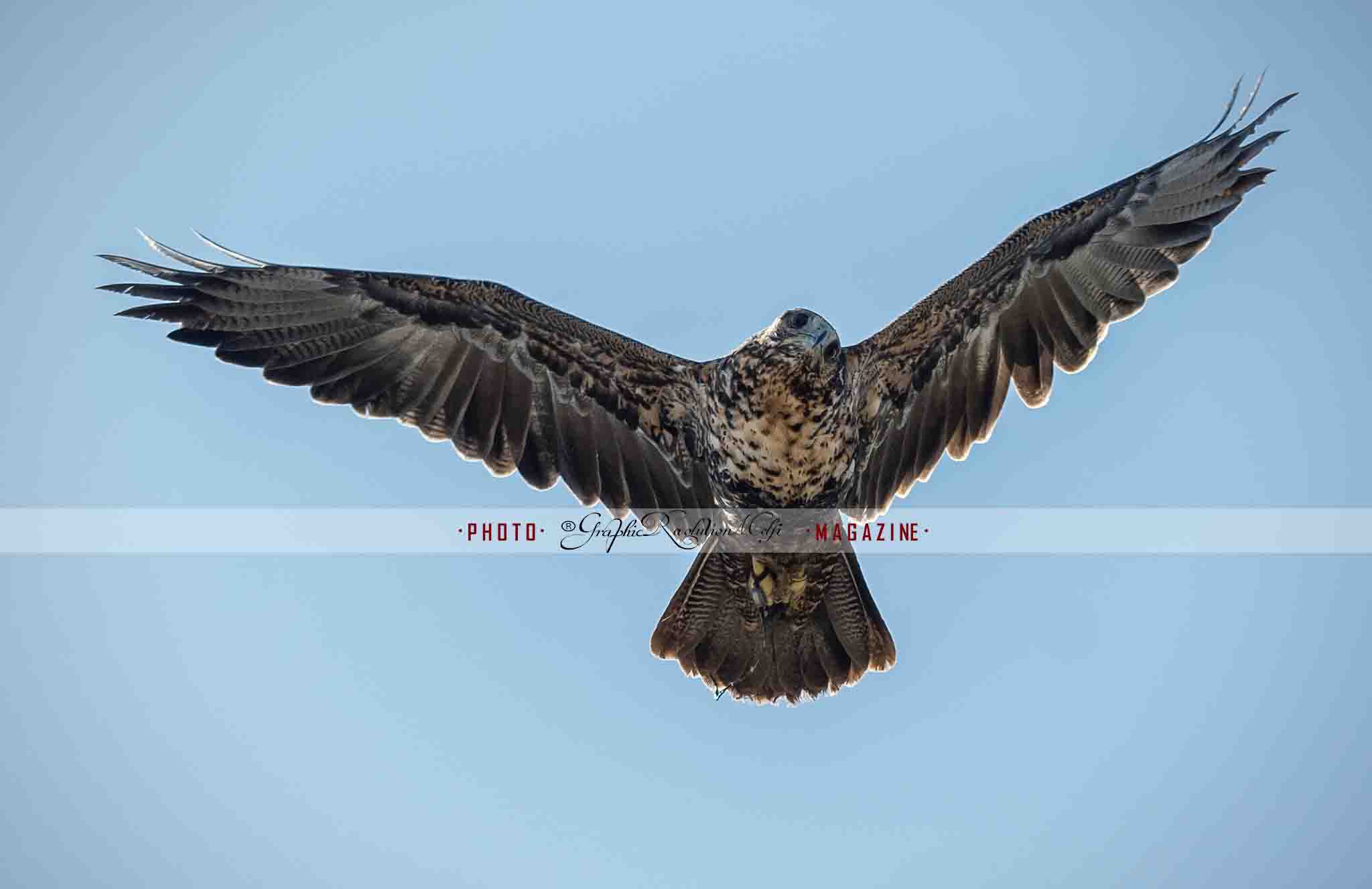 falconeria melfi quintana volo rapaci