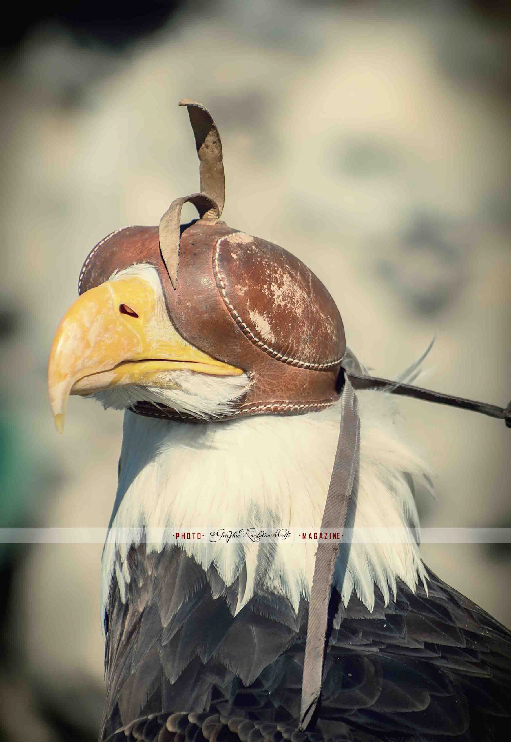 falconeria melfi quintana volo rapaci