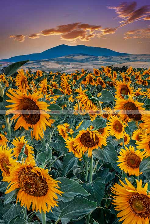 Campo Di Girasoli Graphic Revolution Melfi