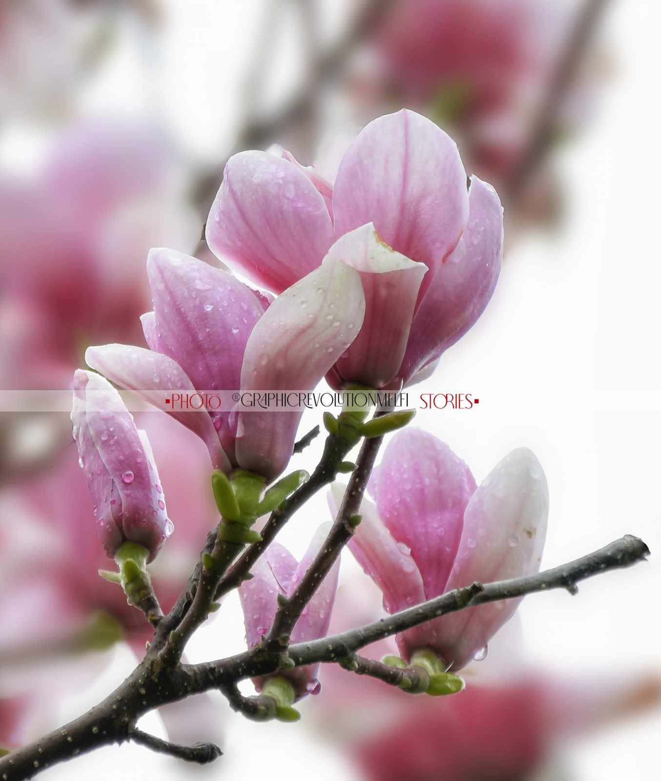 Equinozio di Primavera Giornata internazionale della felicità magnolia fiore albero